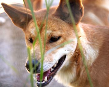 Close-up portrait of a dingo