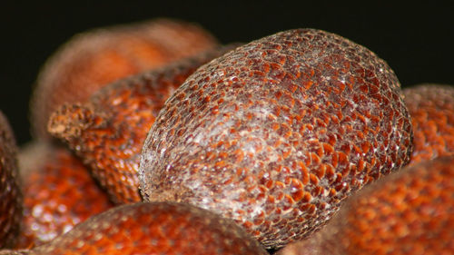 Close-up of plant against black background