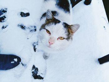 Close-up of cat in snow