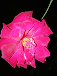 Close-up of pink hibiscus blooming against black background