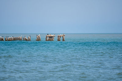 Scenic view of sea against clear sky