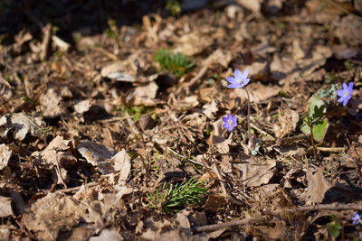 High angle view of purple crocus flowers on field