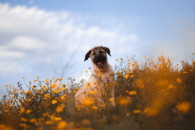 Dog looking away on field