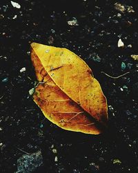 Autumn leaf in water