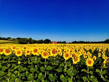 Scenic view of sunflower field against clear blue sky