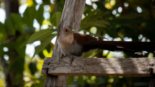 Close-up of bird perching on tree