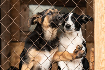 View of dog behind fence