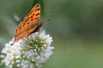 Buddleja