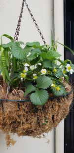 Close-up of potted plant hanging on fence against wall