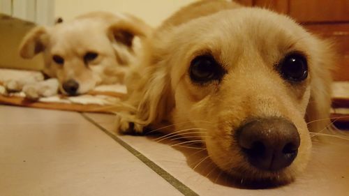 Close-up portrait of dog relaxing on floor