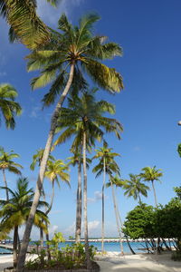 Low angle view of palm tree against clear blue sky