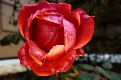 Close-up of wet red rose