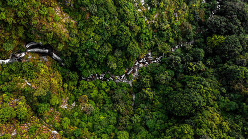 Low angle view of trees in forest