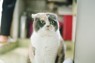 Close-up portrait of cat sitting