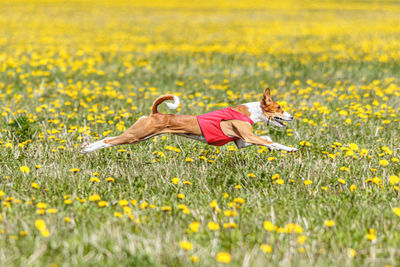 Basenji dog running in red jacket on coursing field at competition in summer