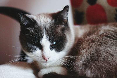 Close-up portrait of a cat