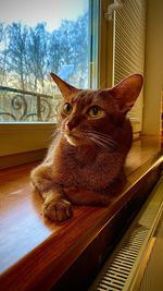 Cat looking away while sitting on window