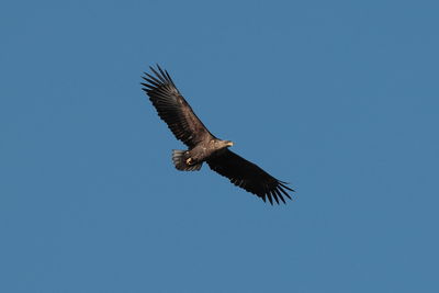 White-tailed sea-eagle