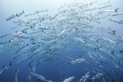 Fish swimming in sea