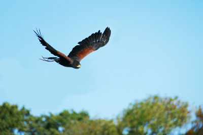 Low angle view of eagle kestrel flying against clear blue sky