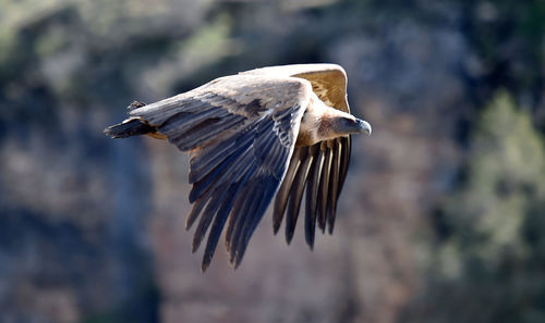 Close-up of a bird flying