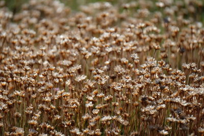 Close-up of corn field