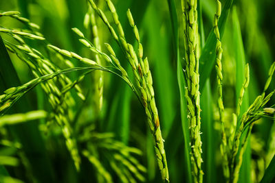 Close-up of crops growing on field