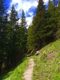 Road amidst trees in forest against sky