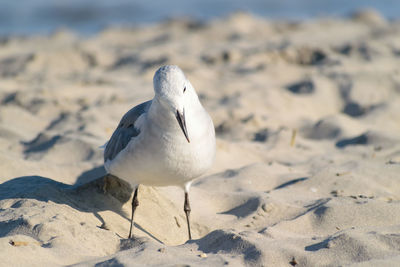 Close-up of seagull on sand at beach