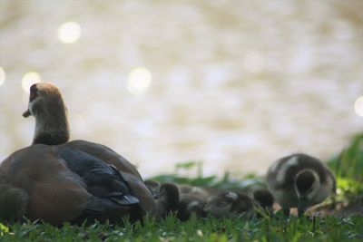 Close-up of mallard duck swimming in lake