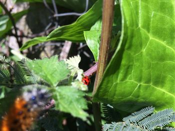 Close-up of insect on leaf