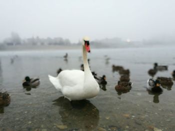 Swans swimming in lake against sky