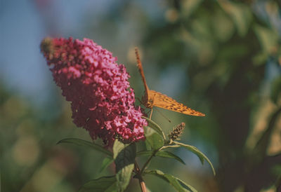 Close-up of butterfly pollinating on pink flower