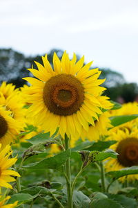 sunflower