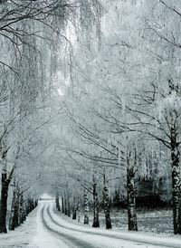 Road amidst bare trees during winter