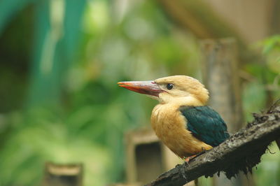 Close-up of bird perching on tree