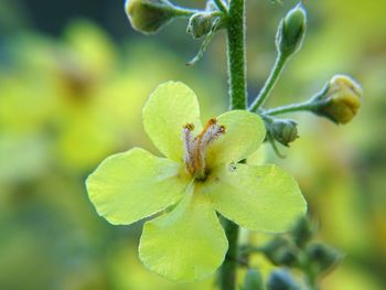 Close-up of yellow flower against blurred background