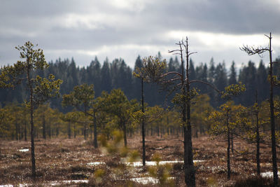 Trees on field against sky in forest