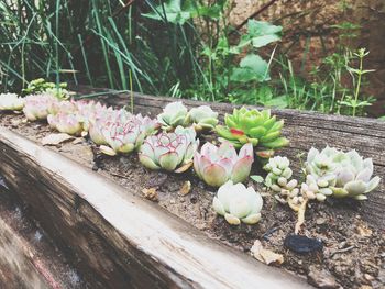 Close-up of pink flowering plant