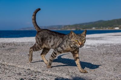 Cat looking away on beach