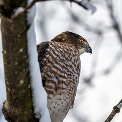 Close-up of bird perching on branch