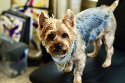 Close-up portrait of dog