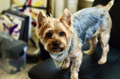 Close-up portrait of dog