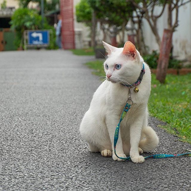 one animal, animal themes, pets, domestic animals, mammal, dog, focus on foreground, street, white color, sitting, domestic cat, full length, outdoors, close-up, cat, footpath, day, relaxation, tree, looking away