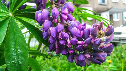 Close-up of purple flowering plants