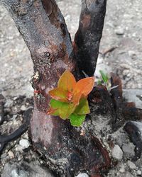 Close-up of leaves on tree trunk