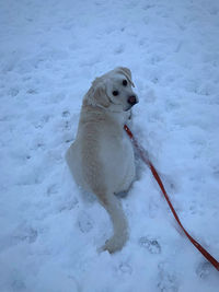 Dog on snow covered field