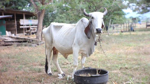 Cow standing in a field