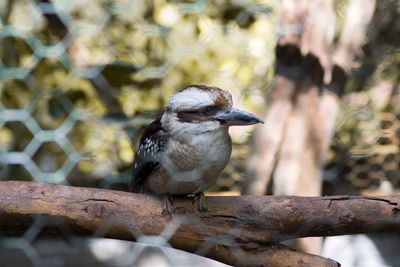 Close-up of bird perching on branch