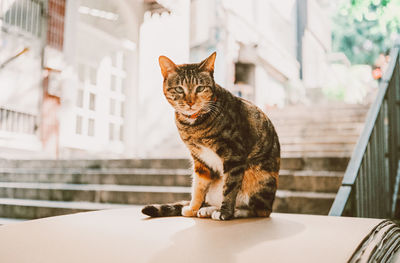 Close-up of cat sitting outdoors